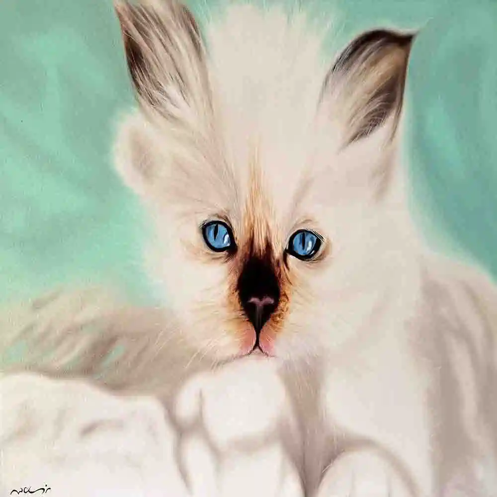 Fluffy Kitten with Blue Eyes