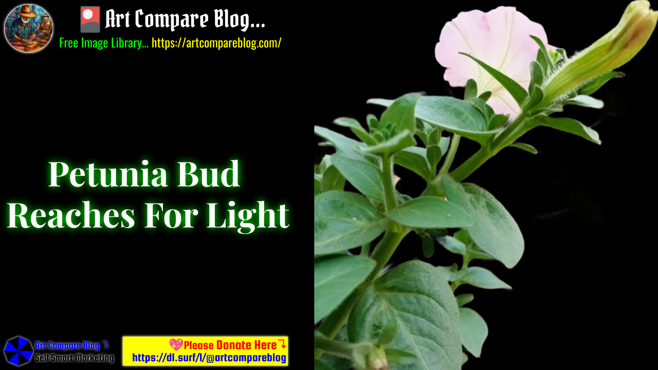 Petunia Bud Reaches For Light