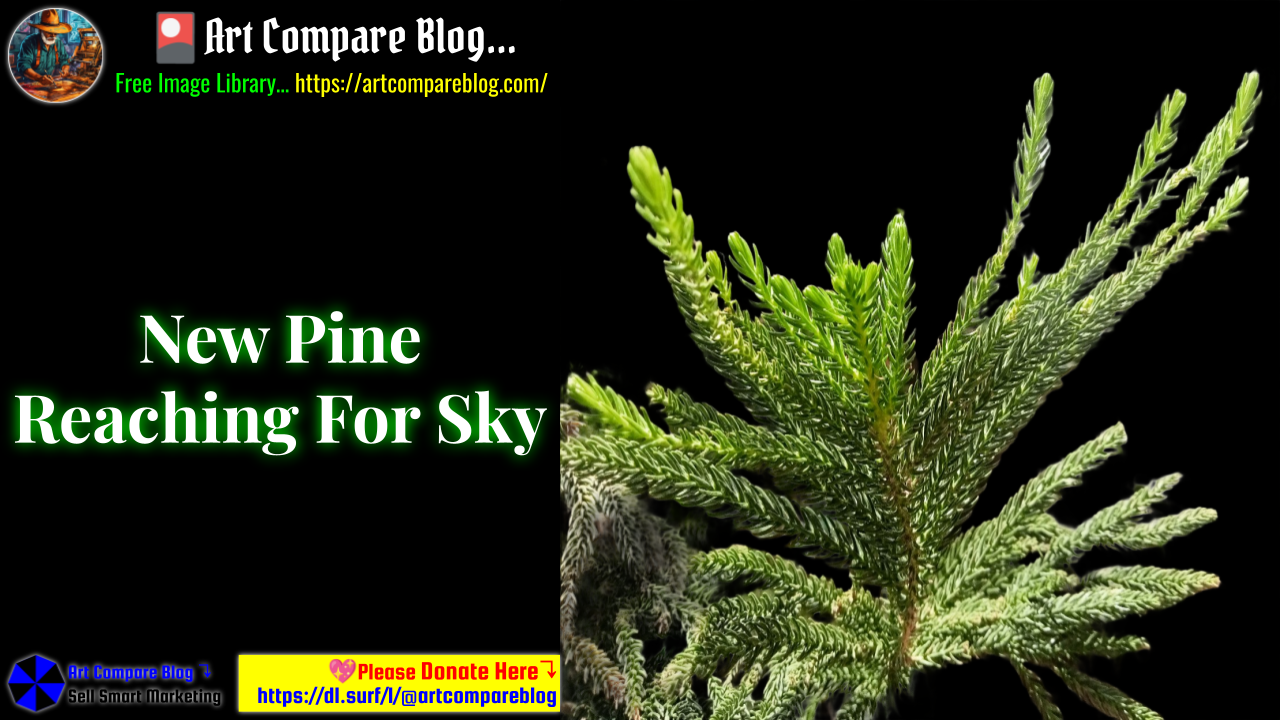 New Pine Reaching For Sky