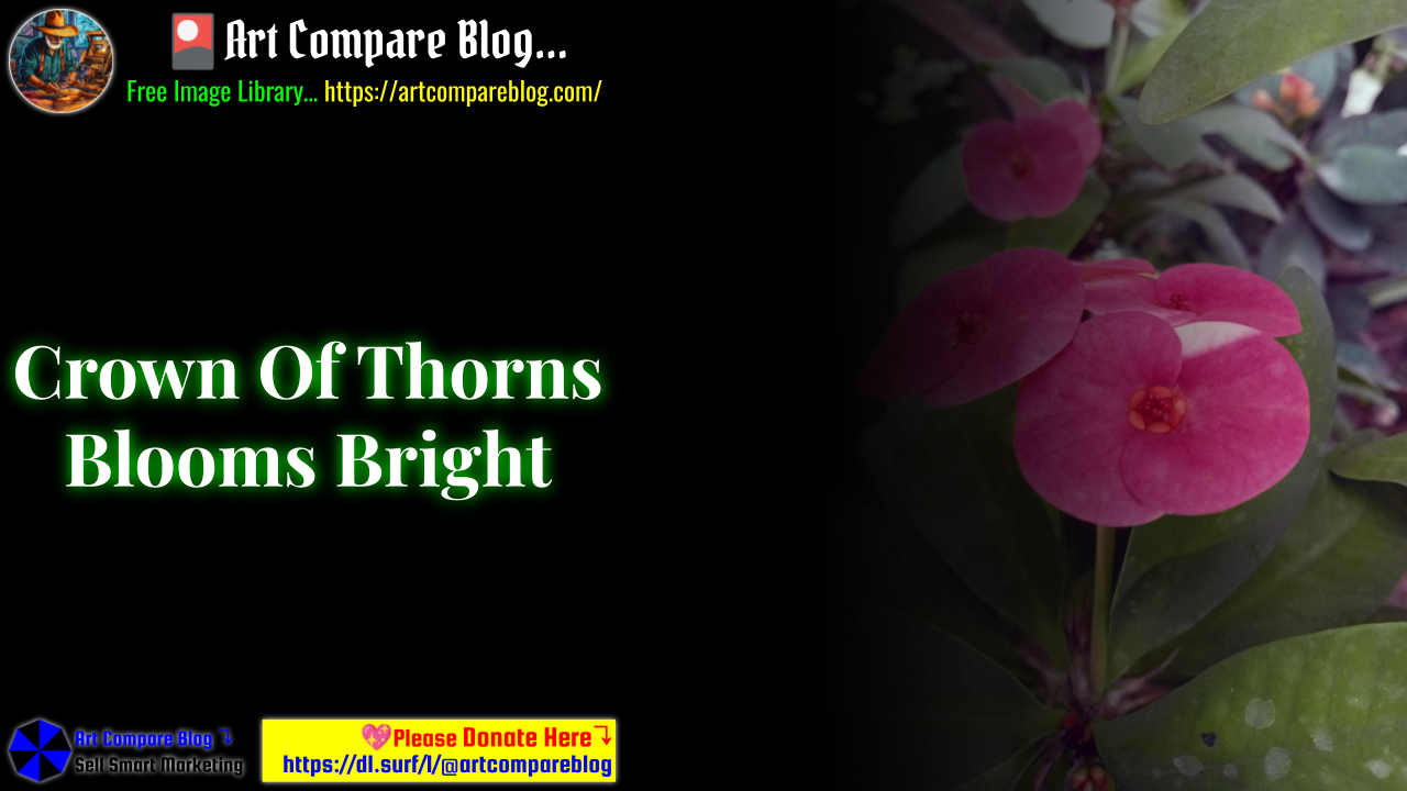 Crown Of Thorns Blooms Bright