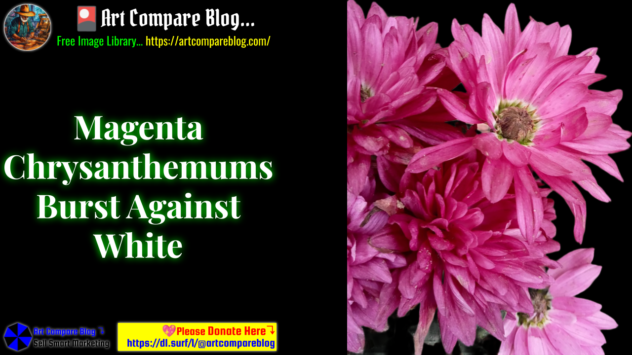 Magenta Chrysanthemums Burst Against White