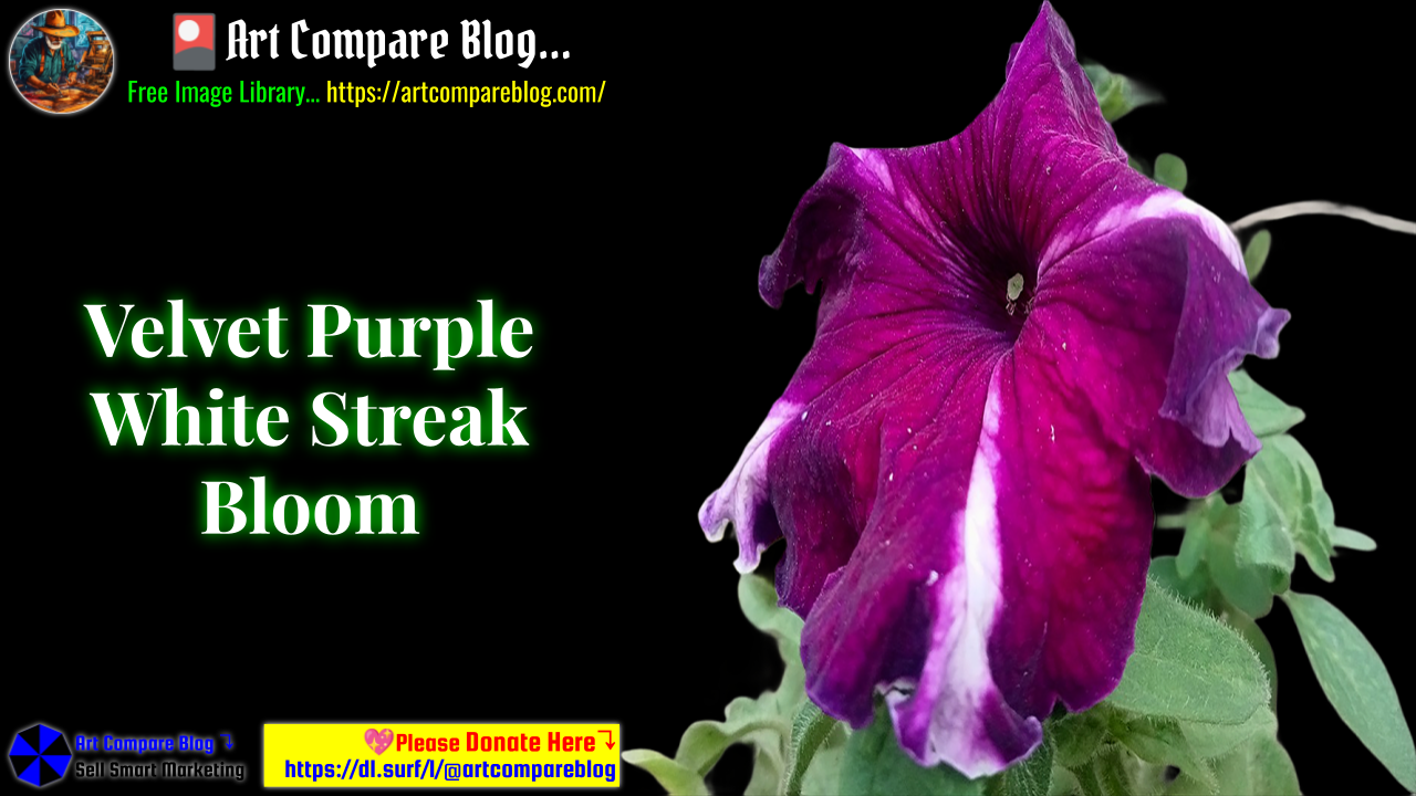 Velvet Purple White Streak Bloom