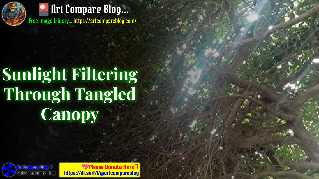 Sunlight Filtering Through Tangled Canopy