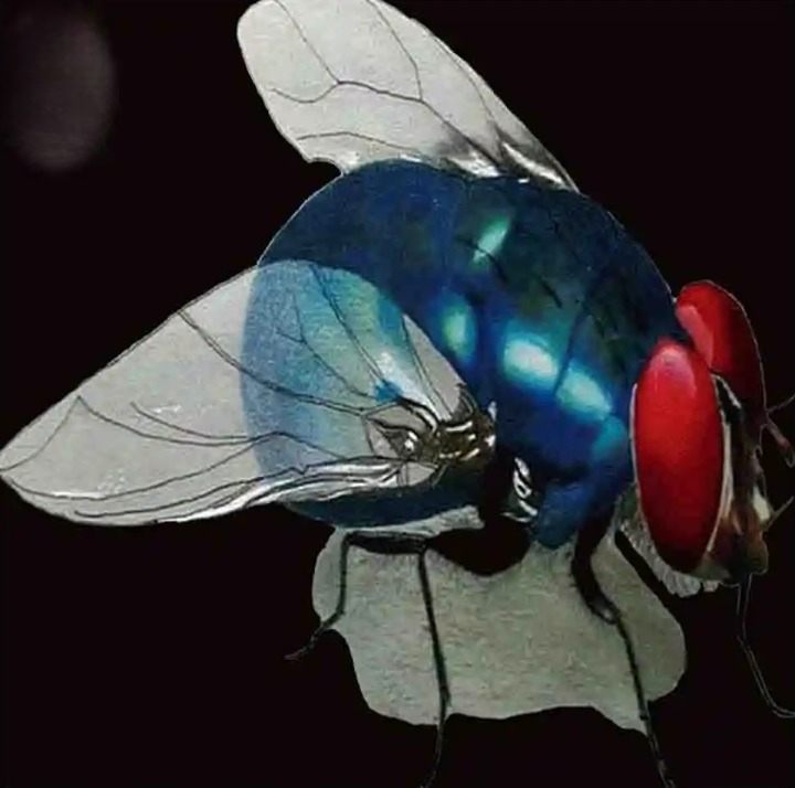 Azure Fly Crimson Eyes Void-1
