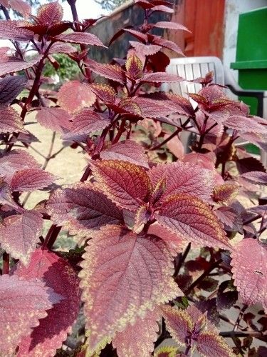 Crimson Leaves Catch Afternoon Sun