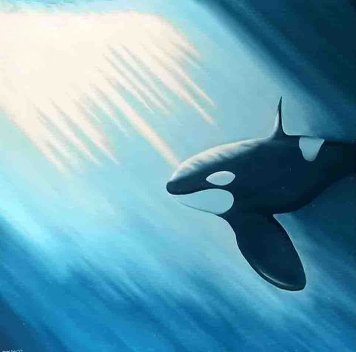 Graceful Orca Swimming in Ocean