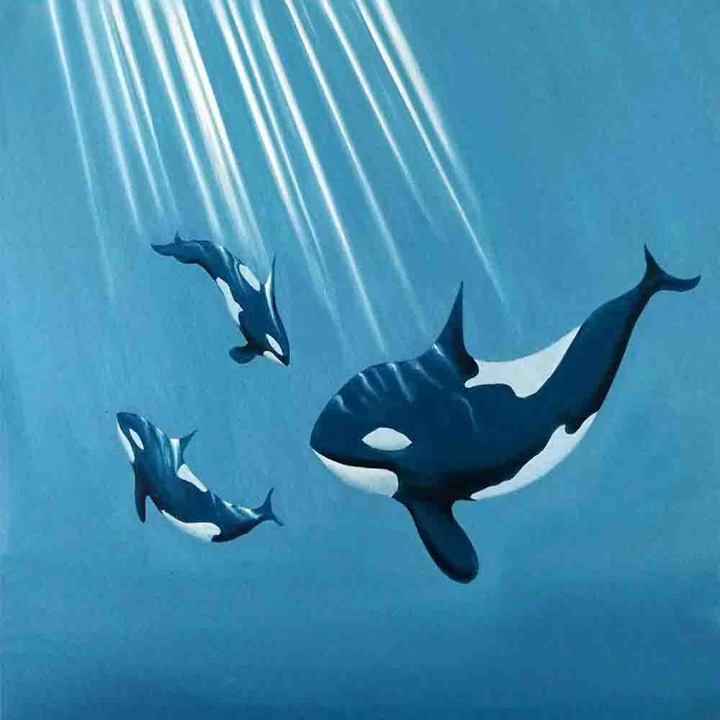 Orcas Swimming Under Ocean Sunlight
