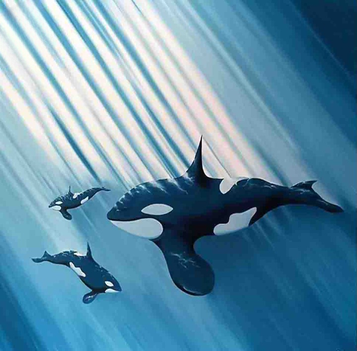 Orcas Swimming Under Sunlight Rays