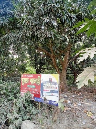 SignboardRestsBeneathMangoTree