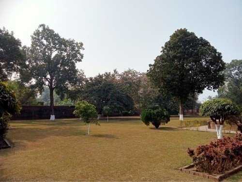 Sunlit Lawn Embraces Tall Sentinels