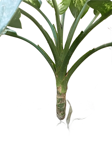 A plant featuring a large green leaf with a prominent white circular shape in the center-1