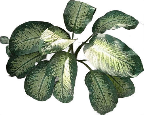 A plant with vibrant green leaves adorned with distinctive white spots-1