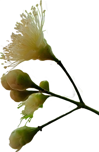 A white flower surrounded by green leaves and stems, showcasing a natural and vib-1