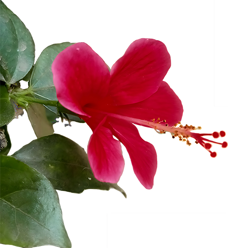 Crimson Hibiscus Floats On White-1
