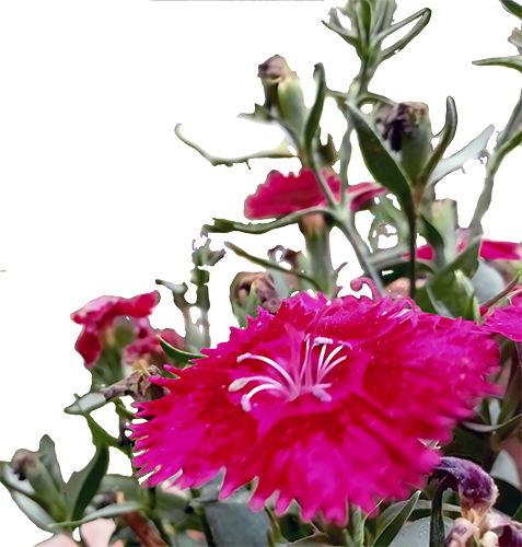 Dianthus Frills Dance Through White-1