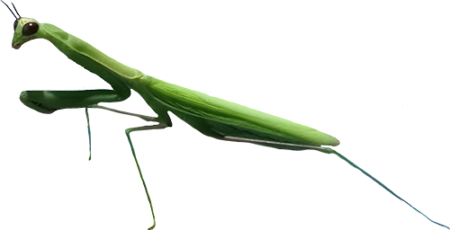 Green Praying Mantis Digital Illustration on White Background-1