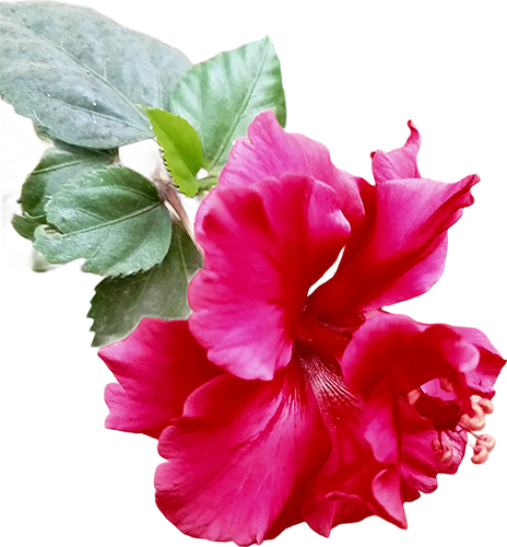 Hibiscus Flame Against Stark White-1