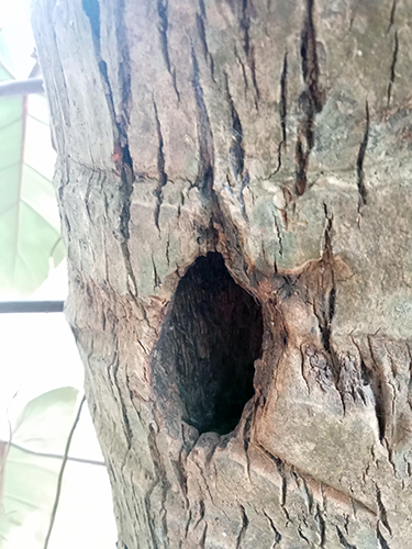 Hollow Heart In Living Bark-1
