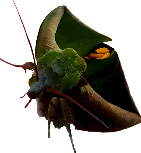 Leaf-Mimic Green Moth Macro Close-Up on White Background-1