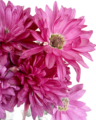 Magenta Chrysanthemums Burst Against White-1