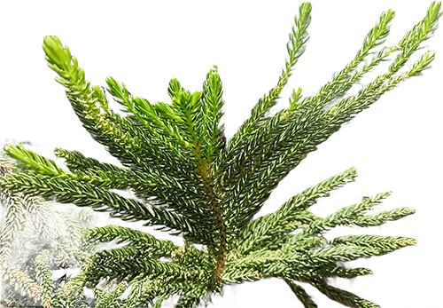 New Pine Reaching For Sky-1