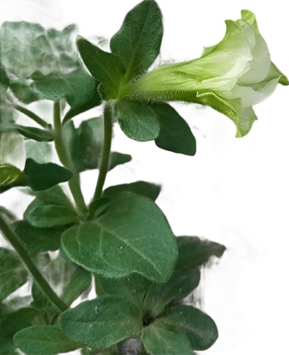 Pale Petunia Awakens In Silence-1