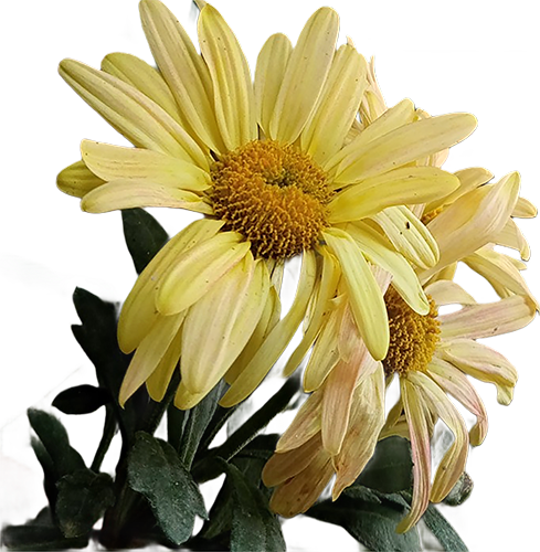 Pale Sunflowers Defy Fading Light-1