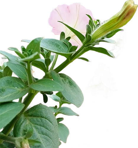 Petunia Bud Reaches For Light-1
