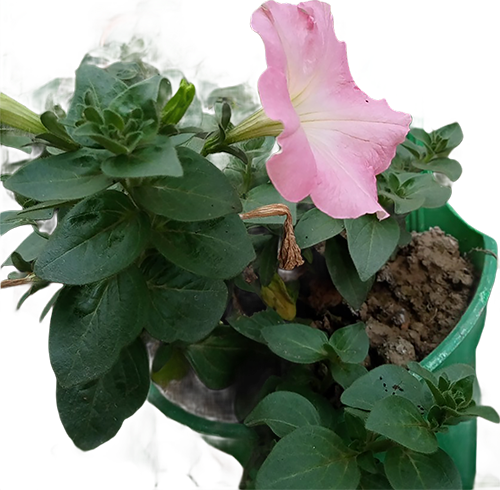 Pink Petunia Blooms Despite Decay-1