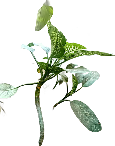 Speckled Leaves Reaching For Sky-1
