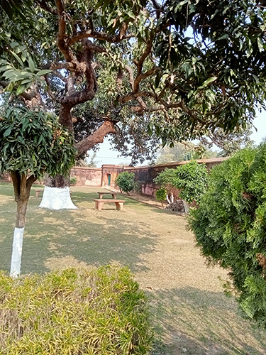 Sunlit Courtyard Beneath Ancient Mango-1