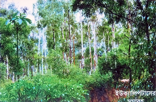 Sunlit Sanctuary-The Living Pulse of an Endless Green Realm-1