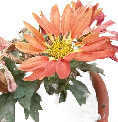Sunset Petals Golden Heart Chrysanthemum-1