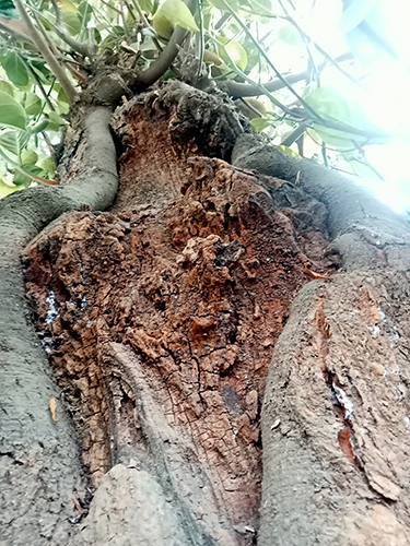 Weathered Heart Still Bearing Fruit-1