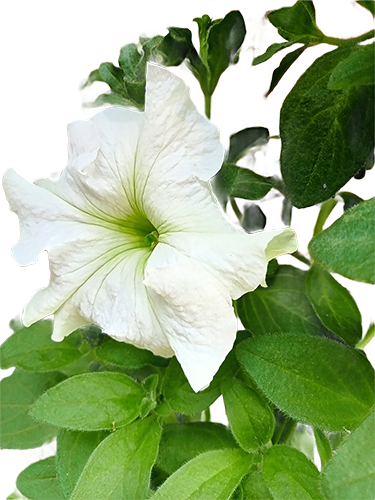 White Petunia Unfolds In Silence-1