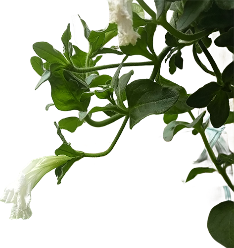 White Petunias Dancing In Light-1